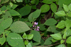 Strobilanthes lupulinus